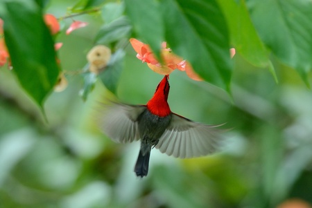 Crimson Sunbirdの写真素材