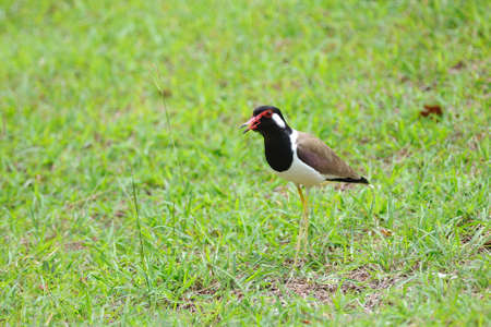 Red-wattled Lapwing