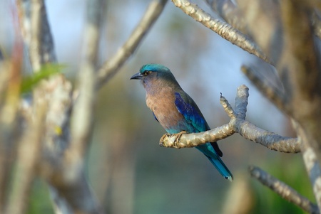 Indian Rollerの写真素材