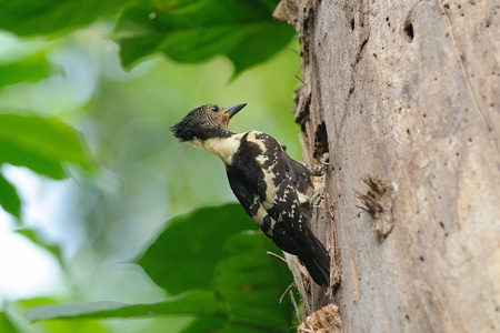 Black-and-Buff  Woodpecker
