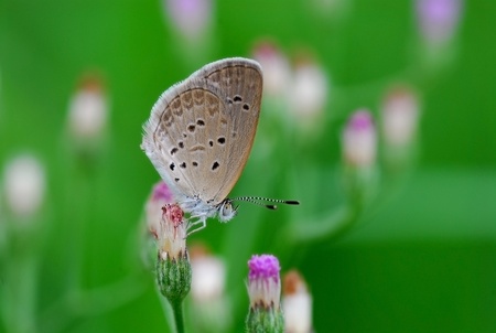 Butterfly and flower (Lesser Grass Blue)の写真素材
