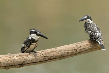 Pied kingfisher の写真素材