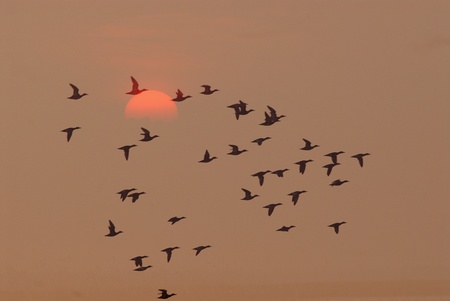 Birds fly at sunriseの写真素材