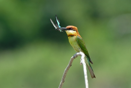 Chestnut-headed  Bee-eaters
