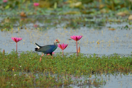 Purple Swamphenの写真素材