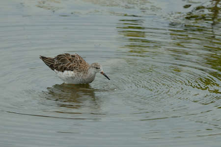 Wood Sandpiperの写真素材
