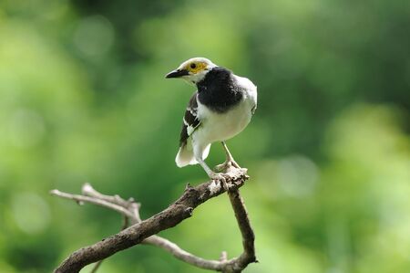 Black-collared Starlingの写真素材