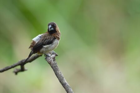 White-rumped Muniaの写真素材