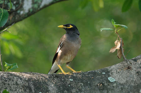 Common Mynaの写真素材