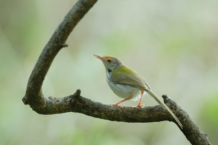 Common Tailorbirdの写真素材