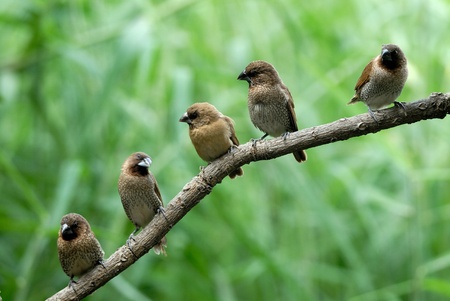 White-rumped Muniaの写真素材