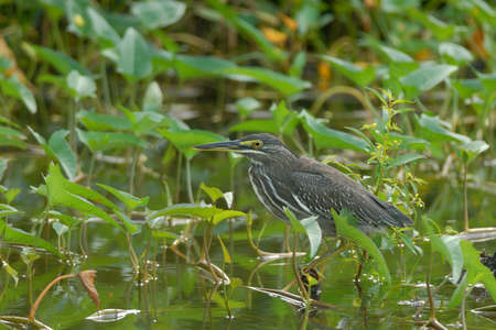 Little Heronの写真素材