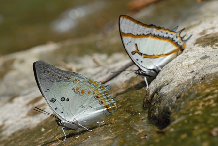 Butterfly  の写真素材