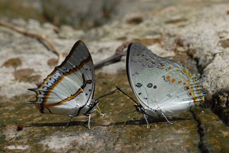 Butterfly  の写真素材