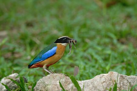 Blue-winged Pittaの写真素材