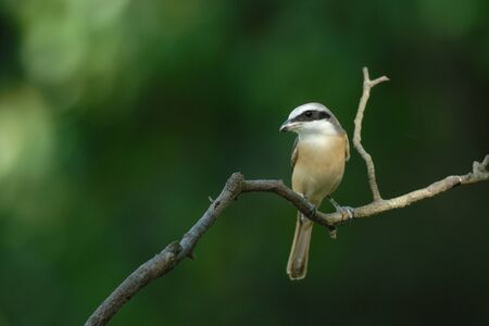 Brown Shrikeの写真素材