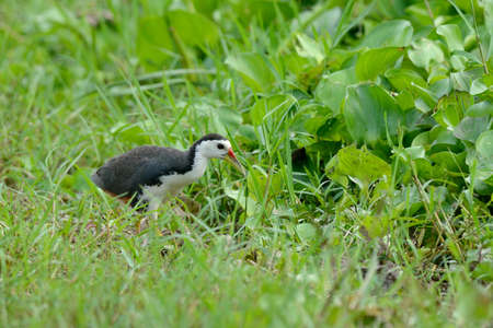 White-breasted Waterhenの写真素材