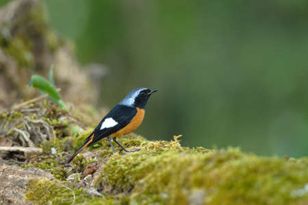 Daurian   Redstartの写真素材