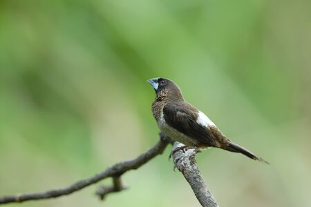 White-rumped Muniaの写真素材