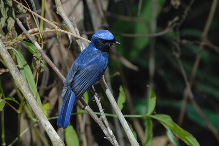 Large Niltavaの写真素材