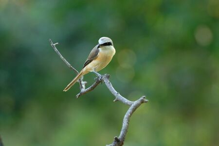 Brown Shrike