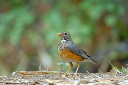 Black-breasted Thrush (Female)の写真素材