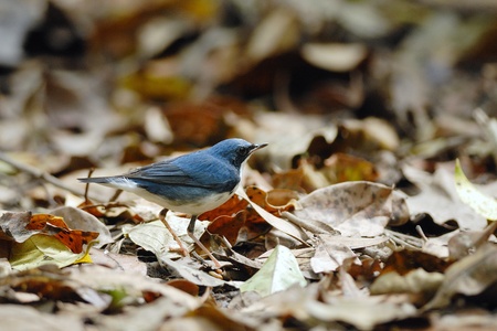 Hainan Blue Flycatcherの写真素材