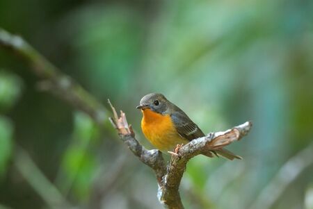 Mugimaki Fiycatcherの写真素材