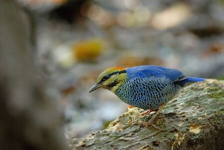 Blue Pittaの写真素材