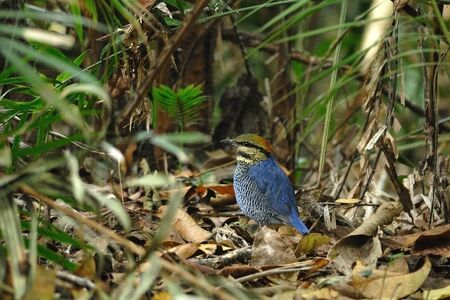 Blue Pittaの写真素材