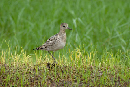Grey-tailed Tattlerの写真素材