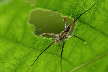 spider webの写真素材