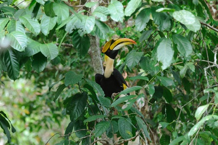 Great Hornbillの写真素材