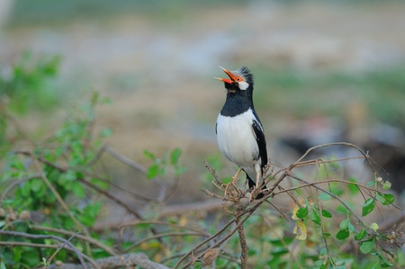 Asian Pied Starlingの写真素材