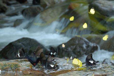 Butterfly の写真素材