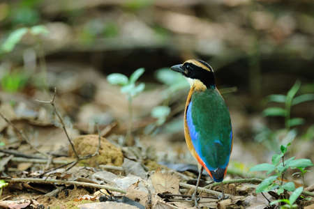 Blue-winged Pittaの写真素材