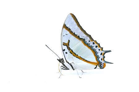 Butterfly (Great Nawab) isolated on white backgroundの写真素材