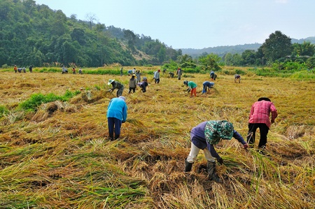 Rice harvest ,Thailandのeditorial素材