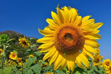 Beautiful sunflowers in the field with bright blue skyの写真素材