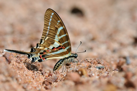 Butterfly  Chain Swordtail  , Thailandの写真素材