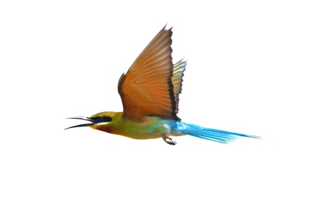 Flying Blue-tailed Bee-eater isolated on white backgroundの写真素材