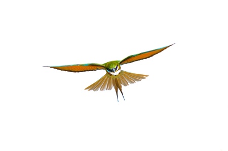 Flying Blue-tailed Bee-eater isolated on white backgroundの写真素材