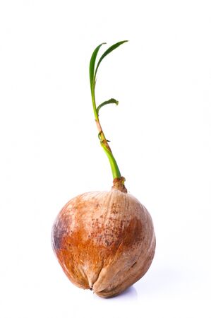 Sprout of coconut tree isolated on white backgroundの写真素材