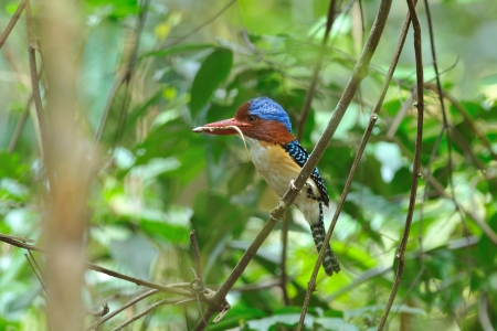 Bird  Banded Kingfisher  , Thailandの写真素材