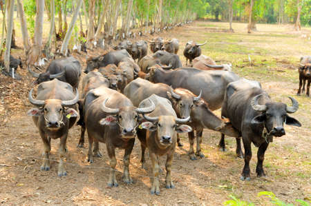 Herds of buffalo in countryside,Thailandの写真素材