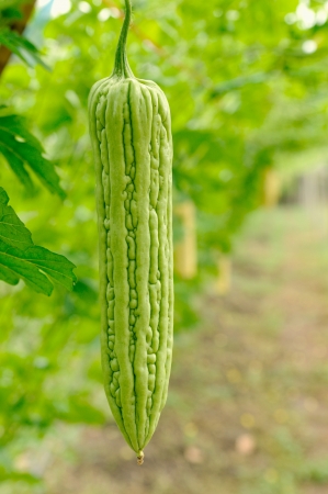 Bitter melon,Thailandの写真素材