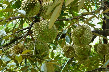 Fresh durian in the orchard , Thailandの写真素材