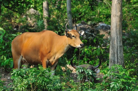 Bantengの写真素材