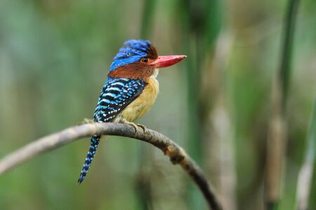 Bird  Banded Kingfisher  , Thailandの写真素材