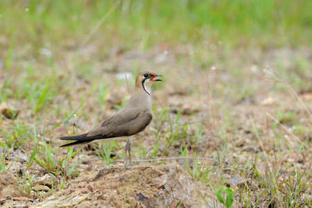 Bird , Thailandの写真素材